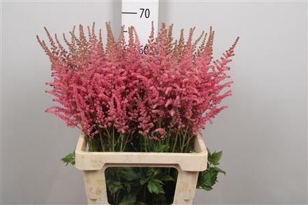 <h4>Astil C Coral Island</h4>
