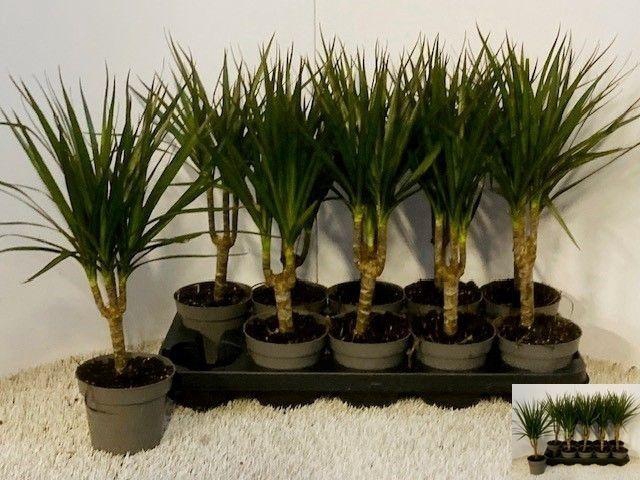 Dra Marginata