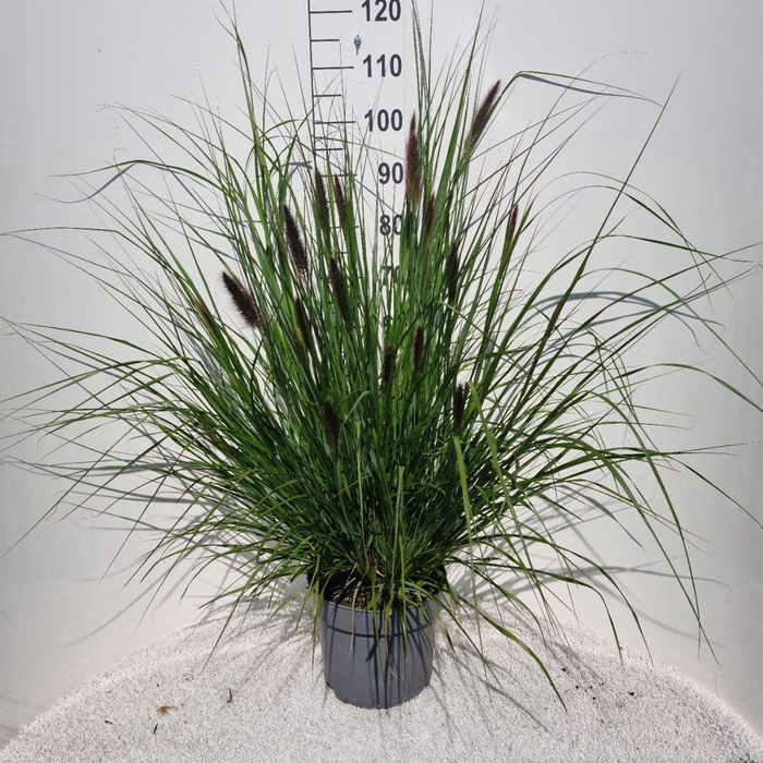 <h4>Pennisetum alopecuroides</h4>