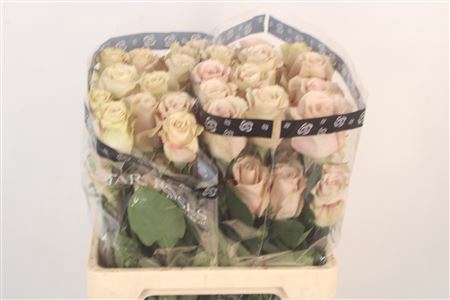 <h4>R Gr Ec Quicksand</h4>