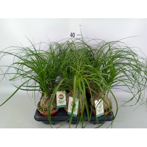 Beaucarnea recurvata