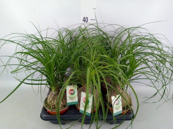 <h4>Beaucarnea recurvata</h4>