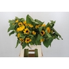 Helianthus Orange Fire