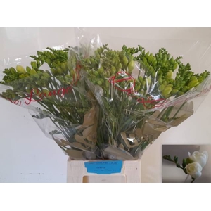 Freesia du Essence