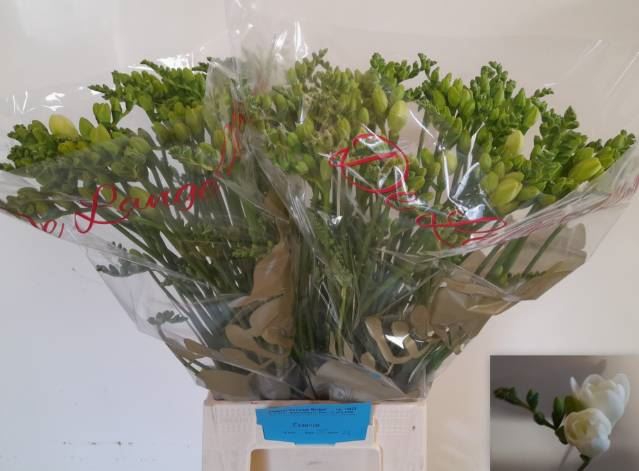 <h4>Freesia du Essence</h4>