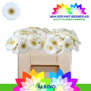 GE MI ALBINO