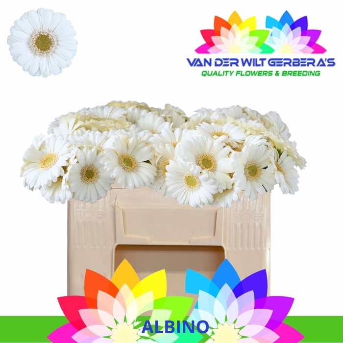 <h4>GE MI ALBINO</h4>