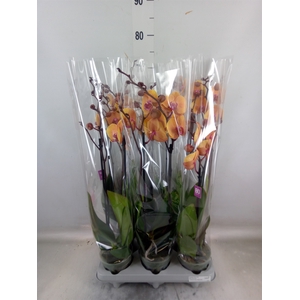 Phalaenopsis   ...