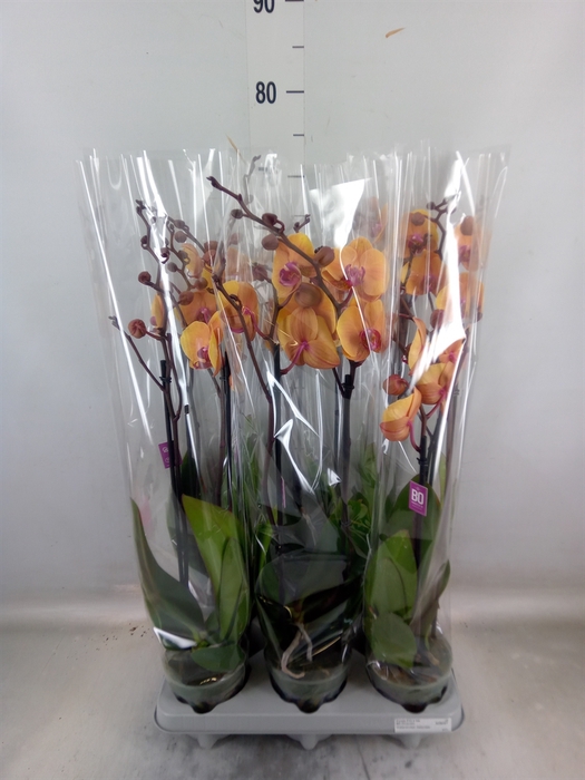 <h4>Phalaenopsis   ...</h4>