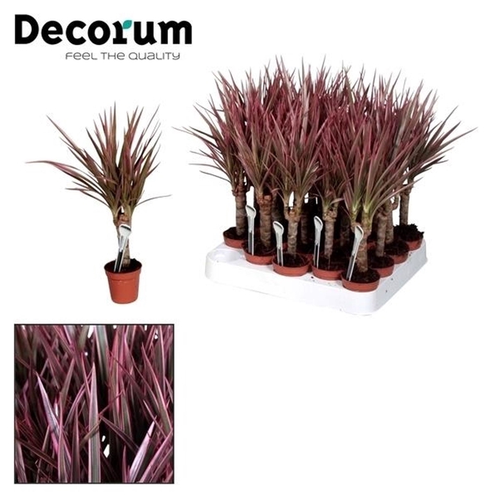 Dracaena Bicolor