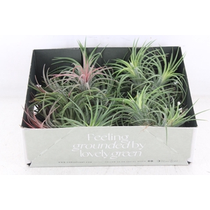 Arr3 Cp - Till. Ionantha Clumb Red