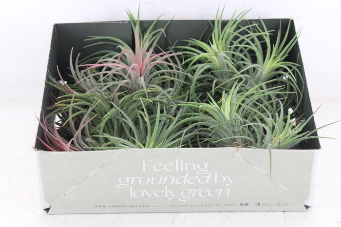 Arr3 Cp - Till. Ionantha Clumb Red