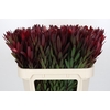 Leucadendron Saf Sunset Dark R.