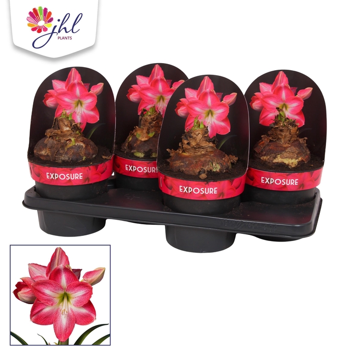 <h4>Amaryllis Exposure</h4>