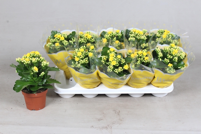 <h4>KAL GE SFINX YELLOW</h4>