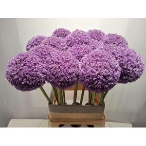 ALLIUM GIGANTEUM