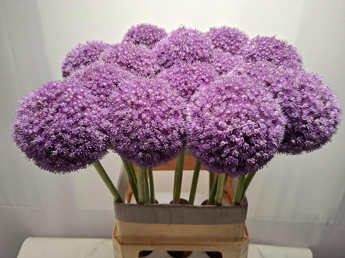 <h4>ALLIUM GIGANTEUM</h4>