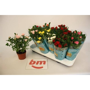 ROSA BEAU MONDE MIX