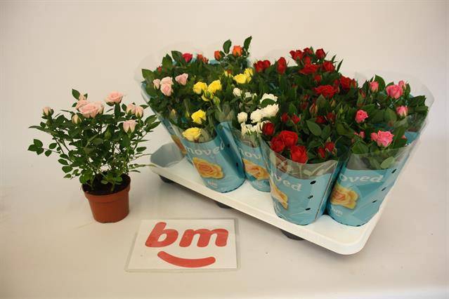 <h4>ROSA BEAU MONDE MIX</h4>