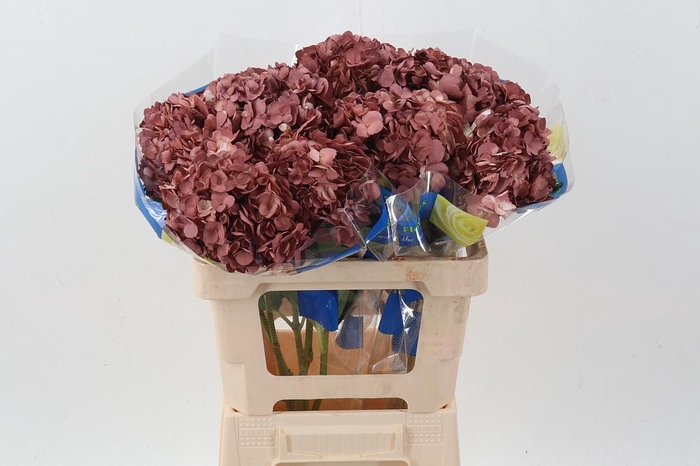 <h4>Hydr Caramel Pink</h4>