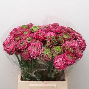 Ran Ponpon Fanny Green/cerise Super