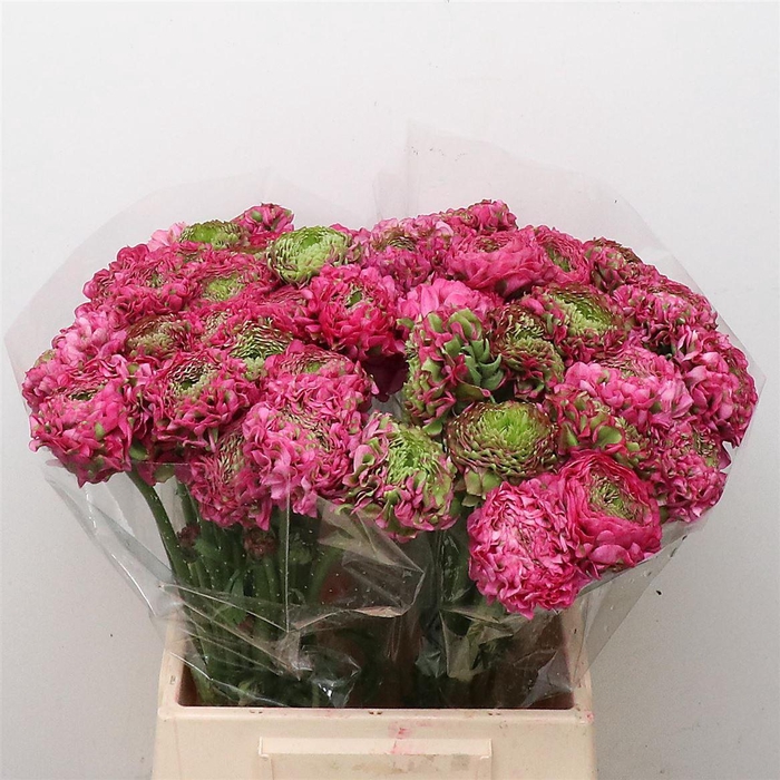 <h4>Ran Ponpon Fanny Green/cerise Super</h4>