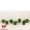 Rhipsalis Mix