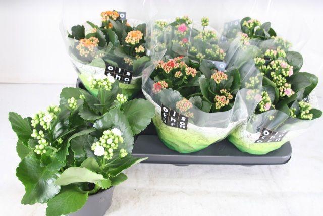 <h4>KALAN CALAN MIX P15</h4>