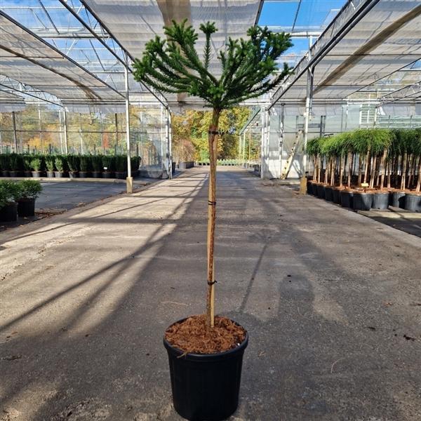 <h4>Cryptomeria jap. 'Dinger'</h4>