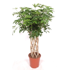 Schefflera Compacta