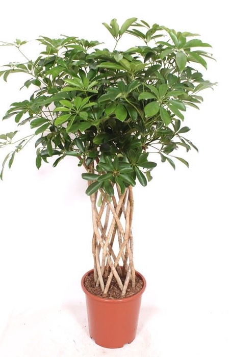 <h4>Schefflera Compacta</h4>