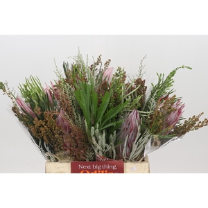 BQ Protea Cynaroides SFB