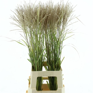 Miscanthus White
