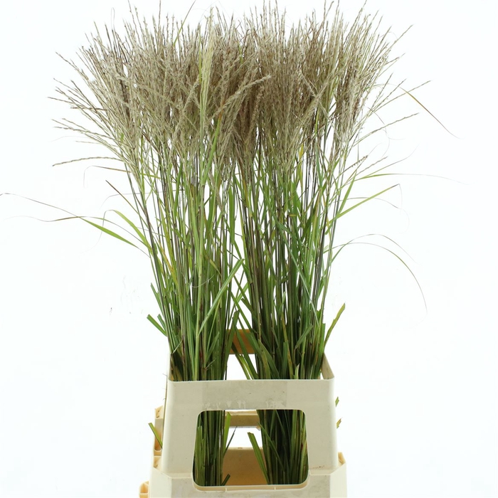 <h4>Misc Si Fern Osten W</h4>