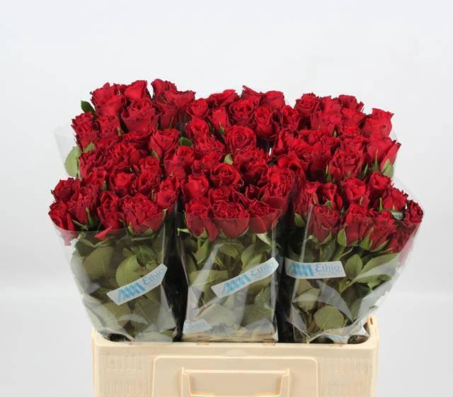 <h4>R GR UPPER CLASS</h4>