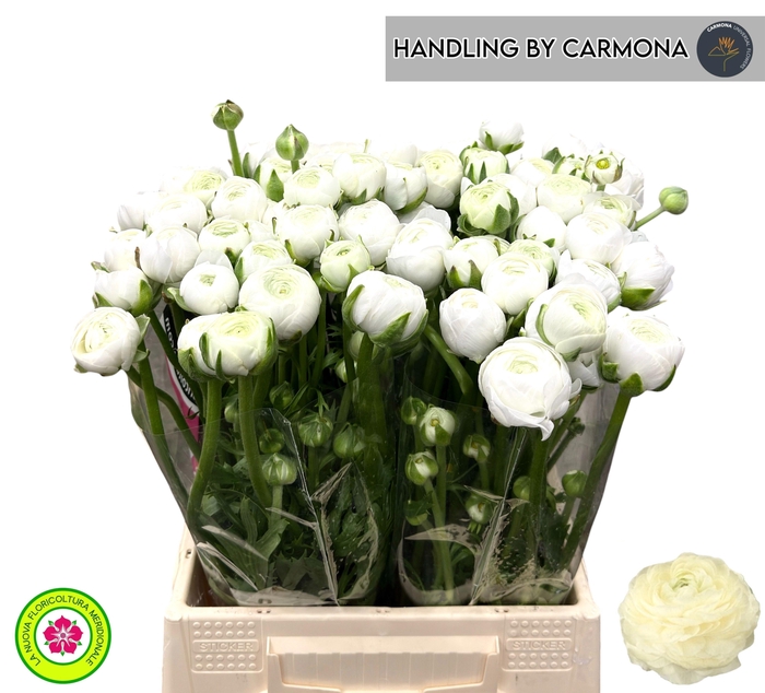 <h4>RANUNCULUS OV</h4>