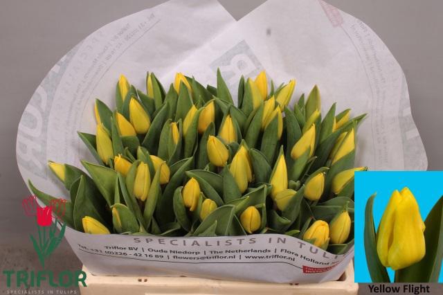 <h4>TU EN YELLOW FLIGHT</h4>