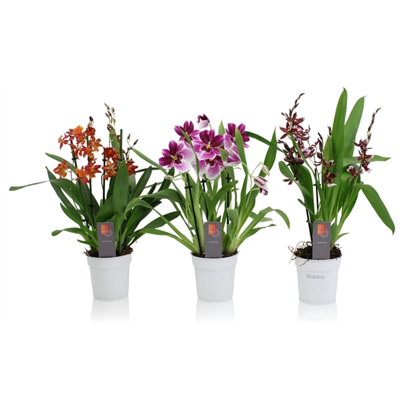 Inca Orchid mix 4-5 spike
