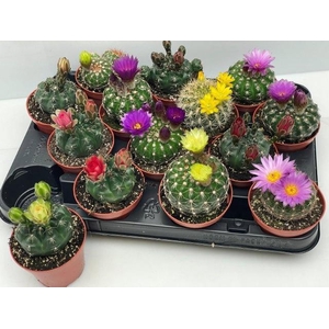 CACTUS BLOEIEND GEM