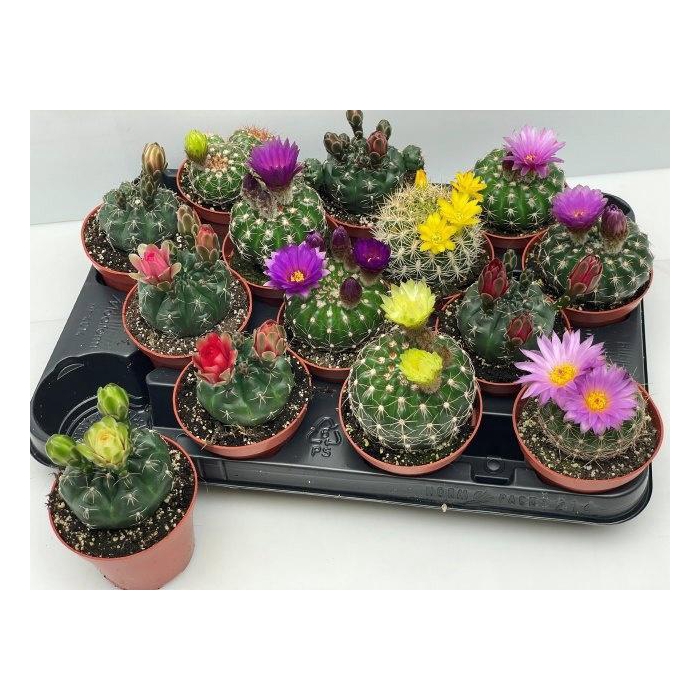 <h4>CACTUS BLOEIEND GEM</h4>