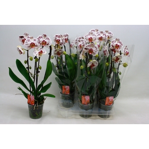 PHAL EL CASCADE