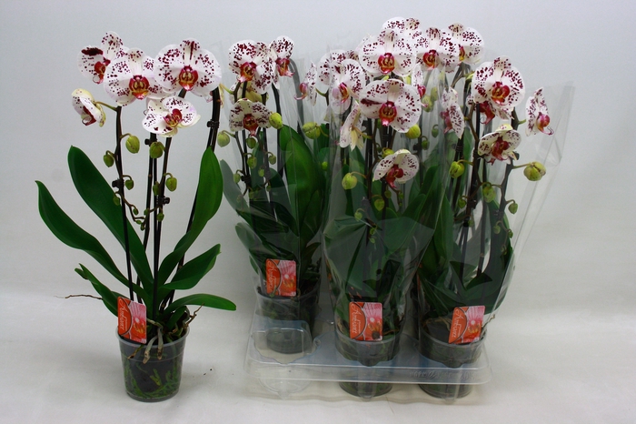 <h4>PHAL EL CASCADE</h4>