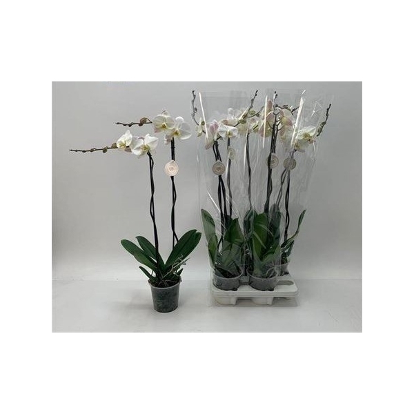 <h4>Phal Ov Wit 2 Branches 16+</h4>