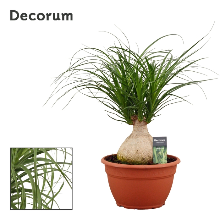 Beaucarnea Bol 25 cm (Decorum)