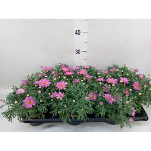 Argyranthemum  'La Rita Salmon'