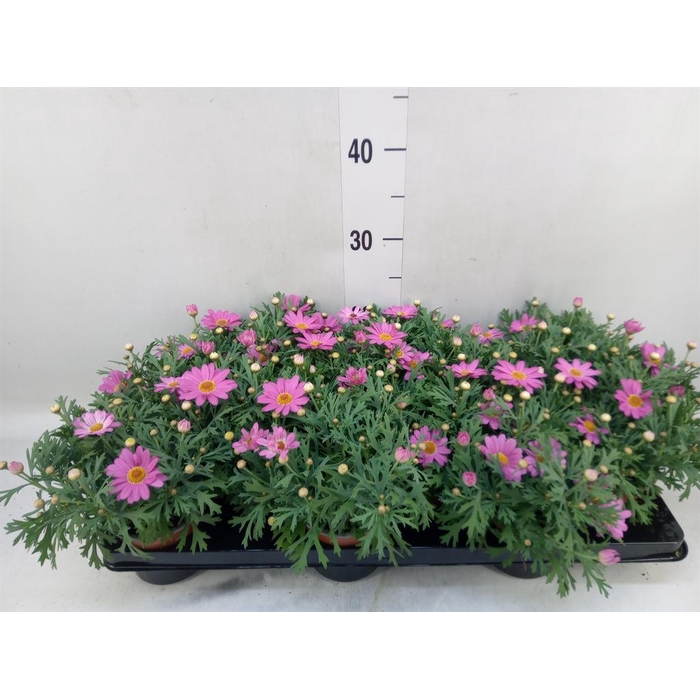 <h4>Argyranthemum 'La Rita Salmon'</h4>