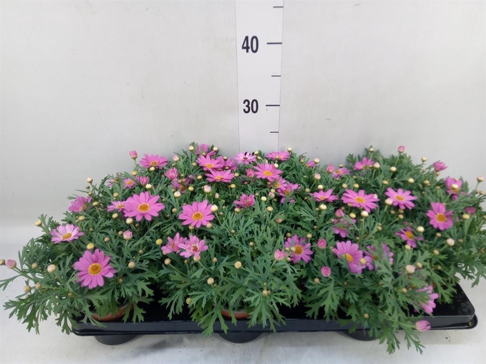 <h4>Argyranthemum 'La Rita Salmon'</h4>