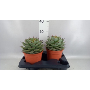 Agave potatorum
