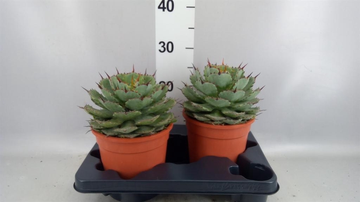 <h4>Agave potatorum</h4>