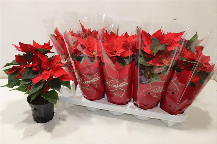 <h4>Euphor P Mars</h4>